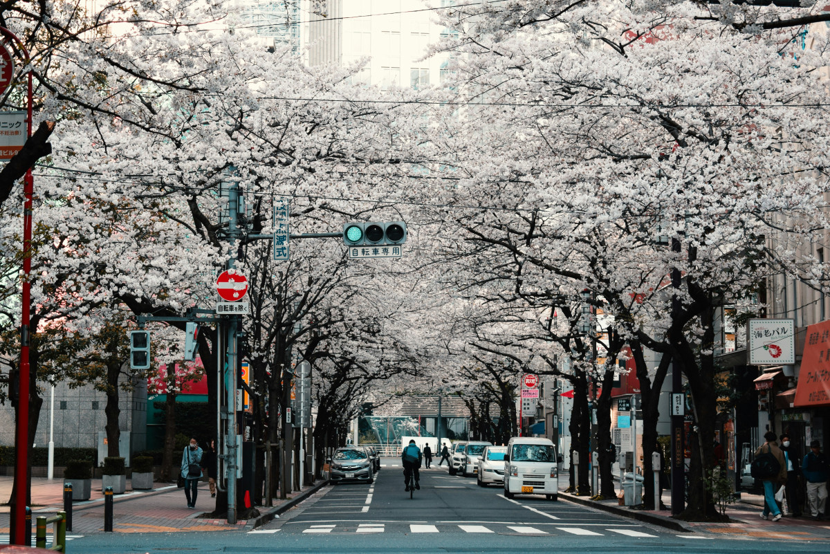 Sakura: The Flowering of Cherry Blossoms